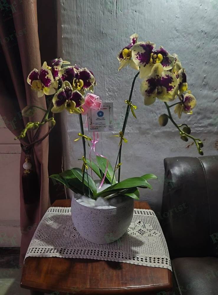Anggrek bulan dalam pot
