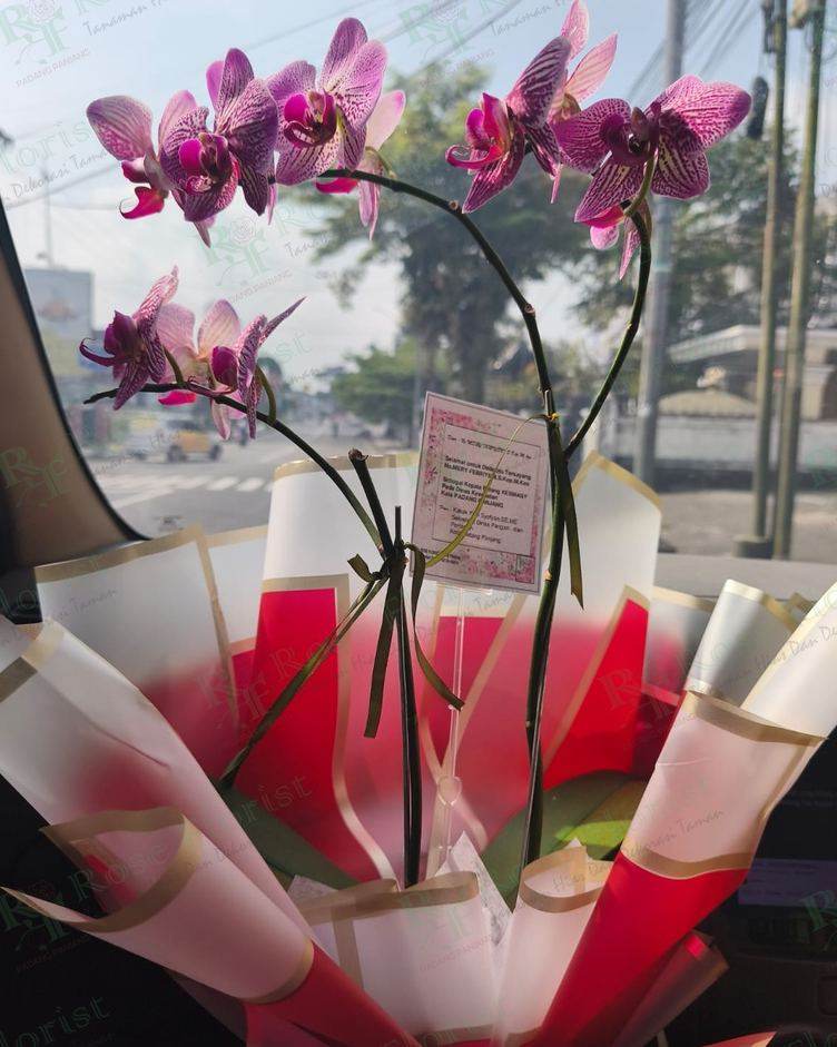 Anggrek bulan dalam buket wrapping