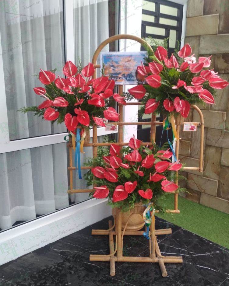 Bunga standing anthurium merah