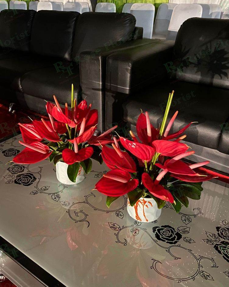 Bunga meja anthurium merah di ruang tamu