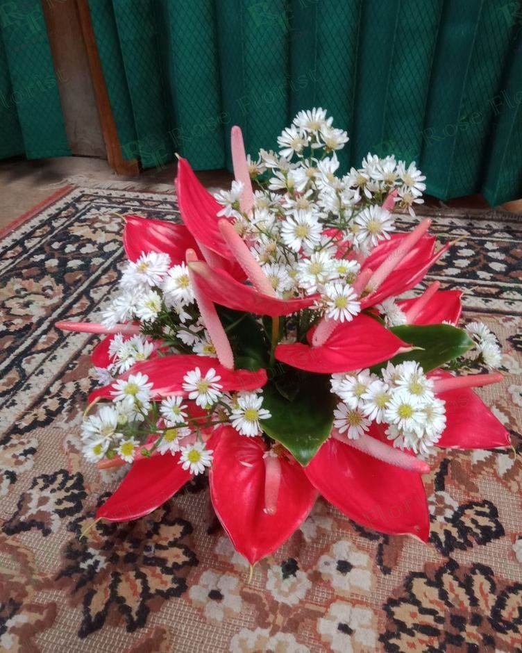 Rangkaian anthurium merah dan baby breath
