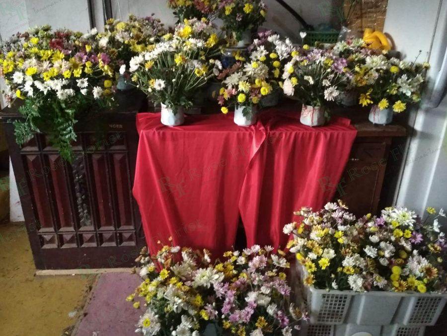 Deretan bunga meja krisan