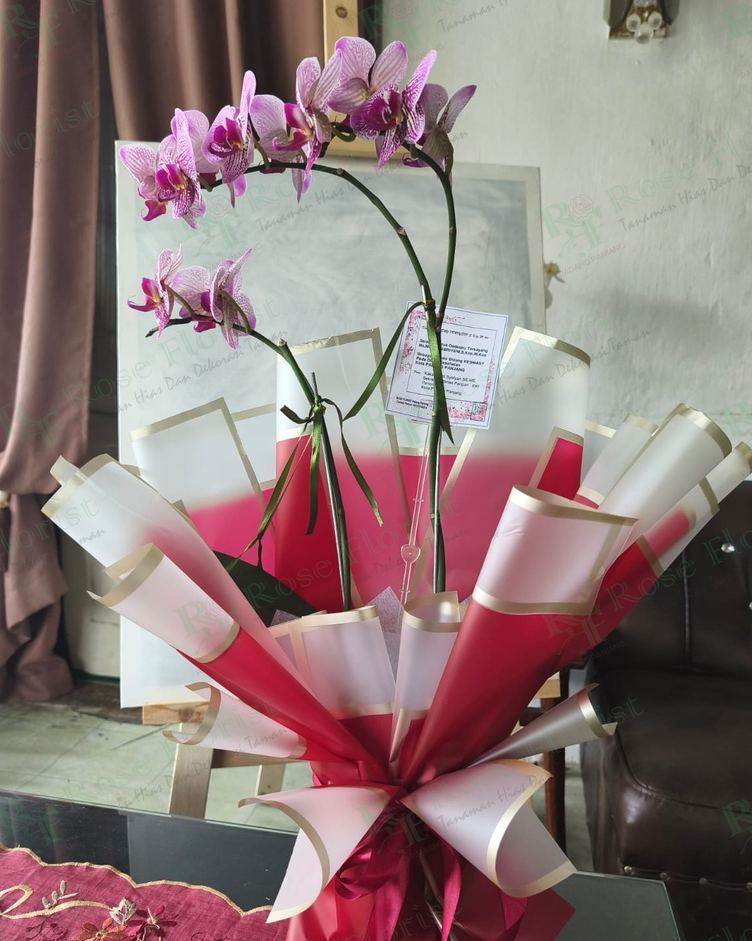 Anggrek bulan dengan wrapping merah putih